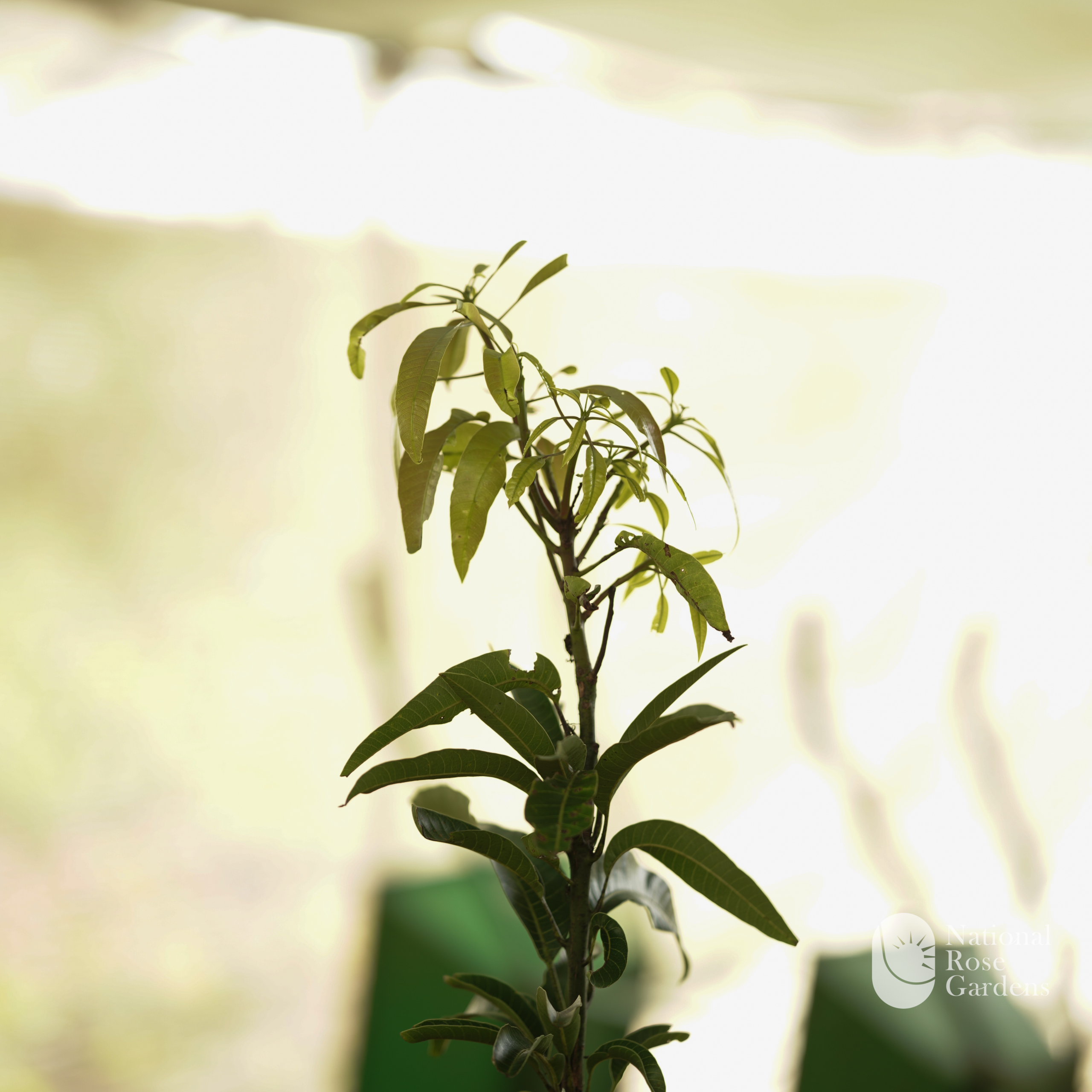 Milk Fruit Seedling (Chrysophyllum cainito)