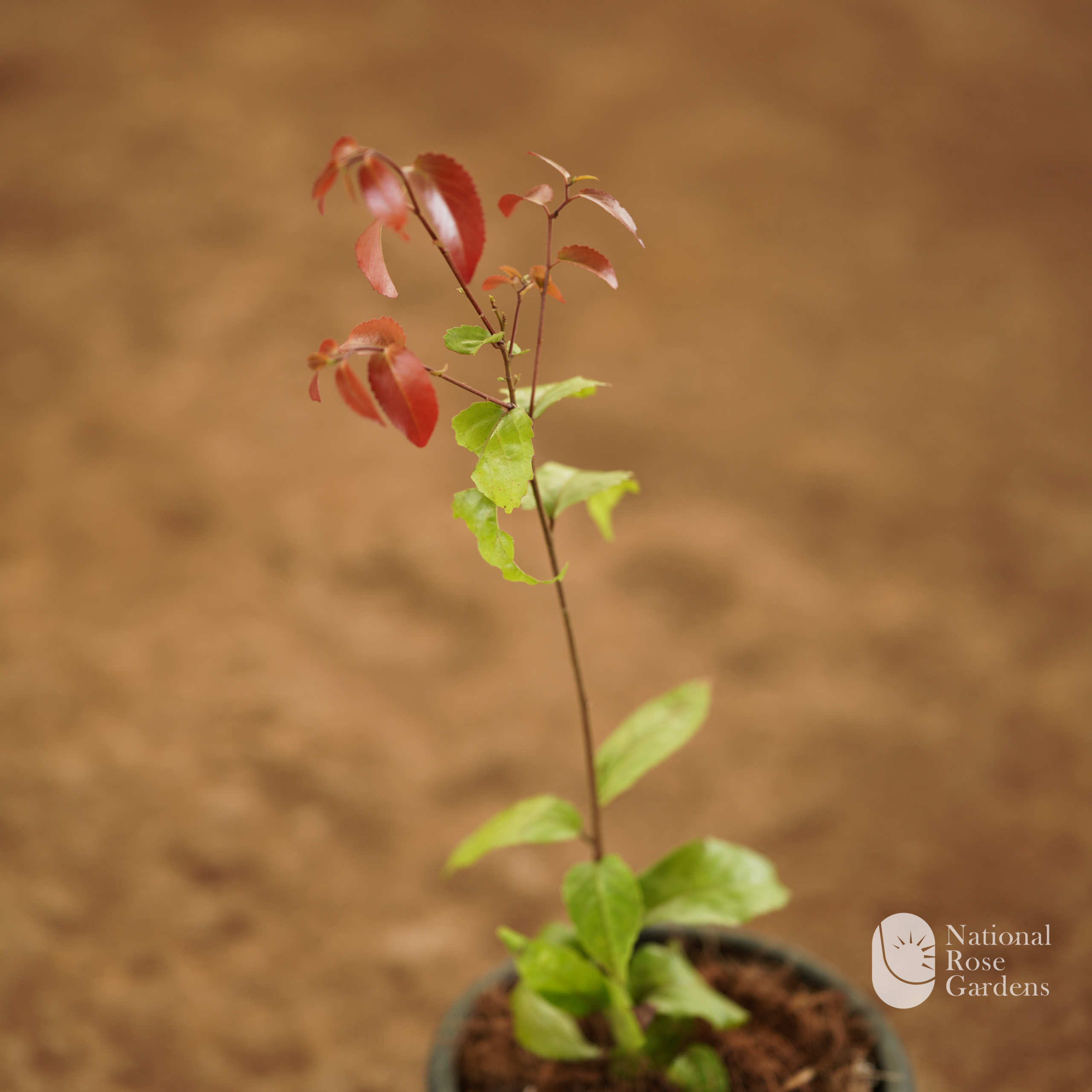 Lovi-Lovi (Flacourtia inermis)