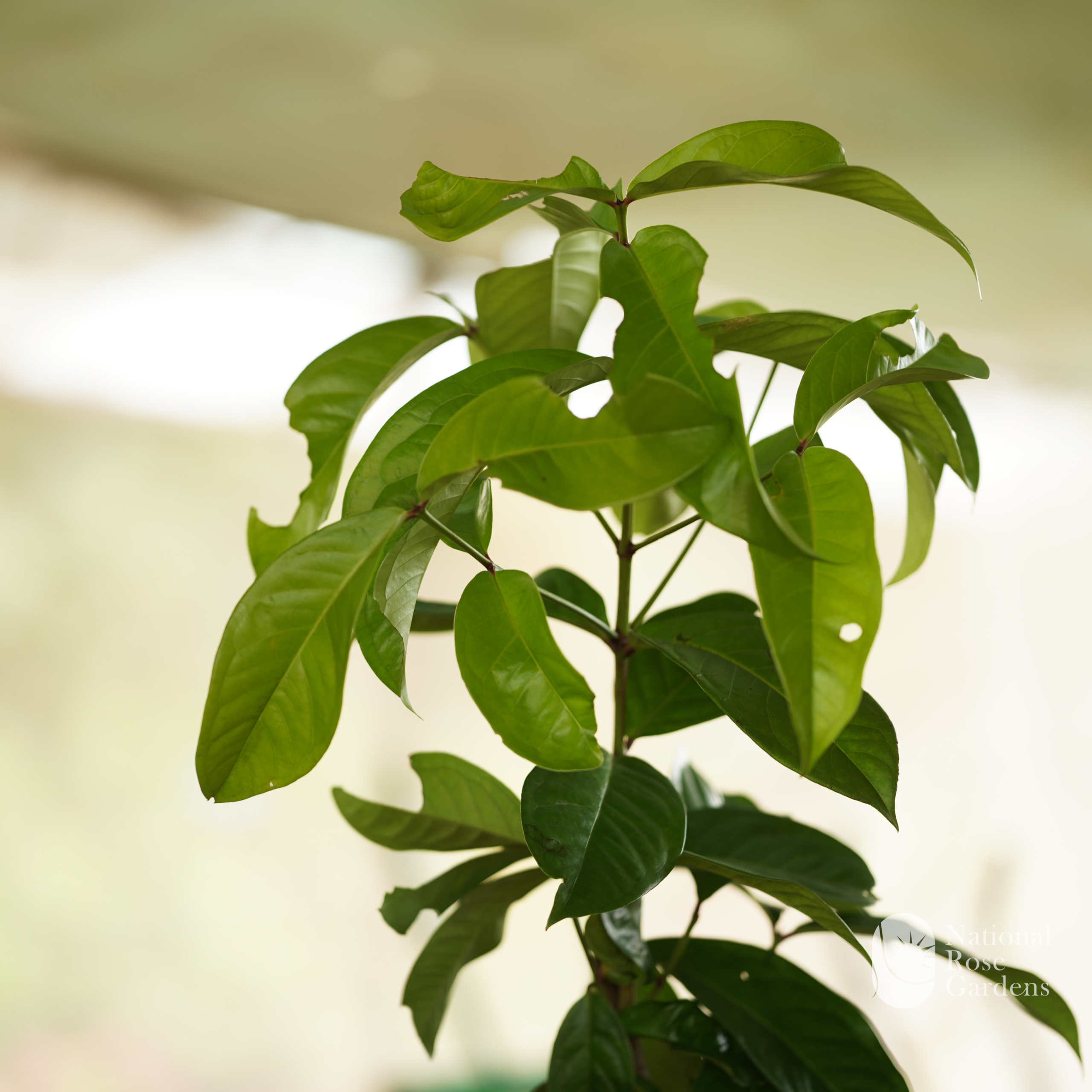 Malayan Chamba