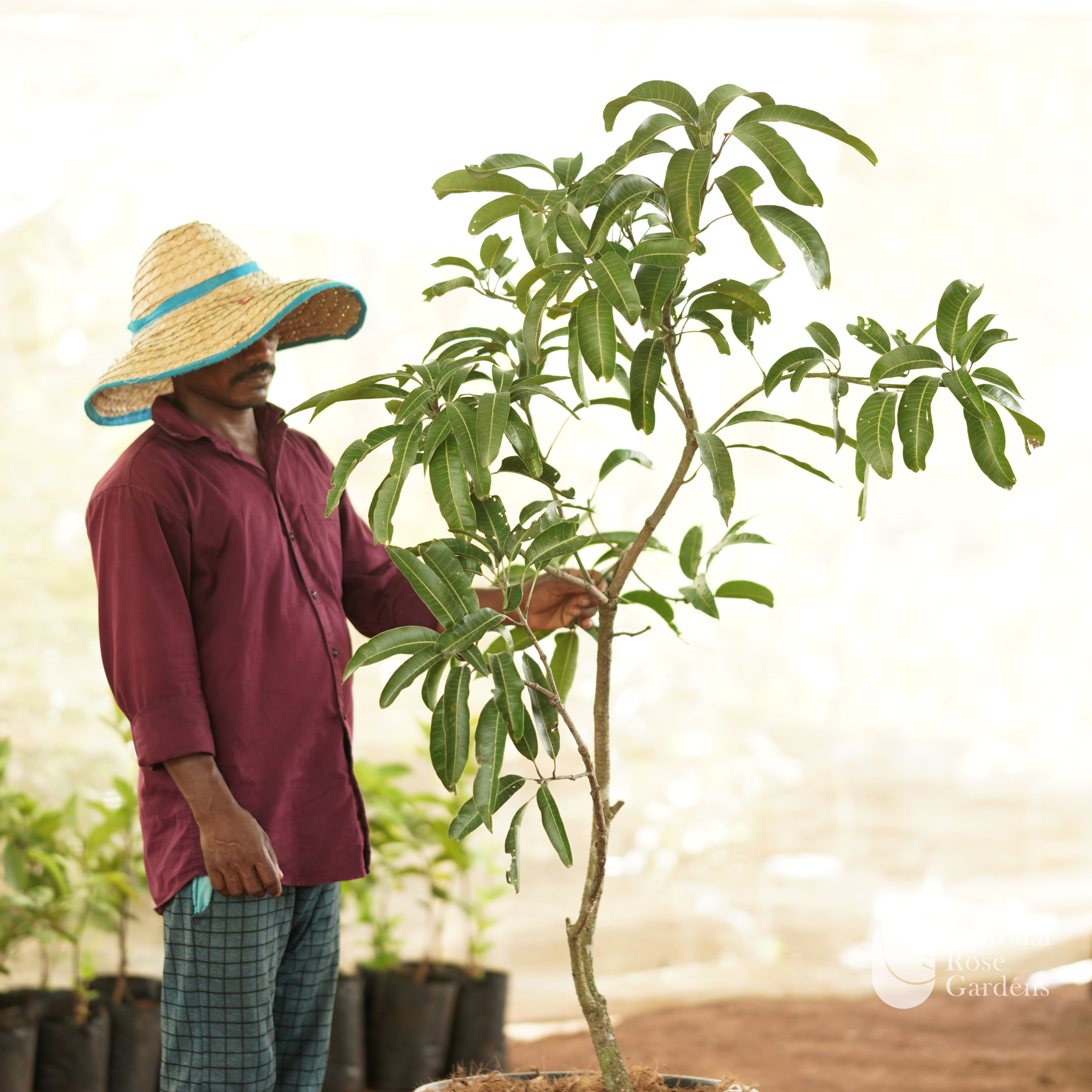 Priyoor Mango