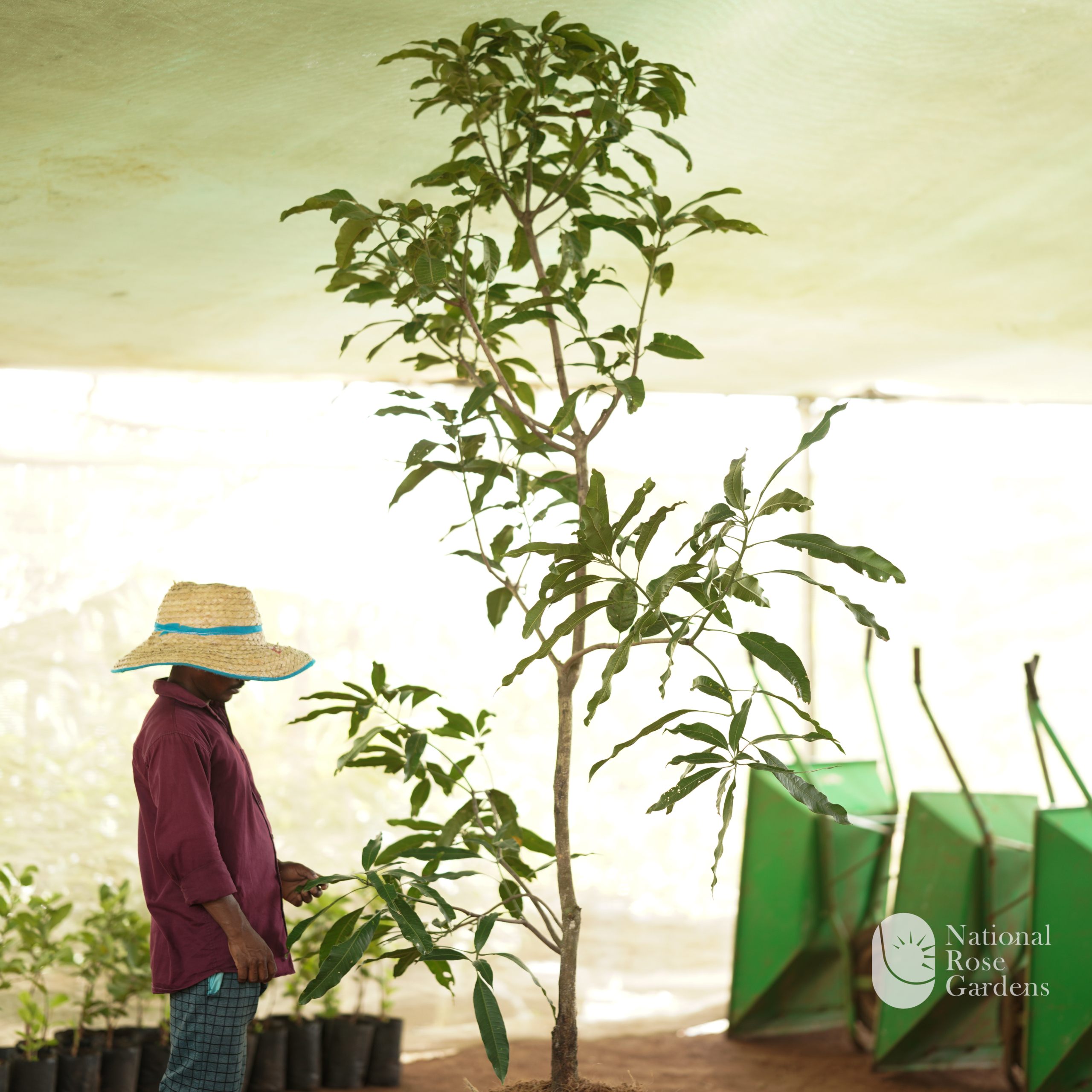 Sweet Sam Rose Apple (Syzygium samarangense)