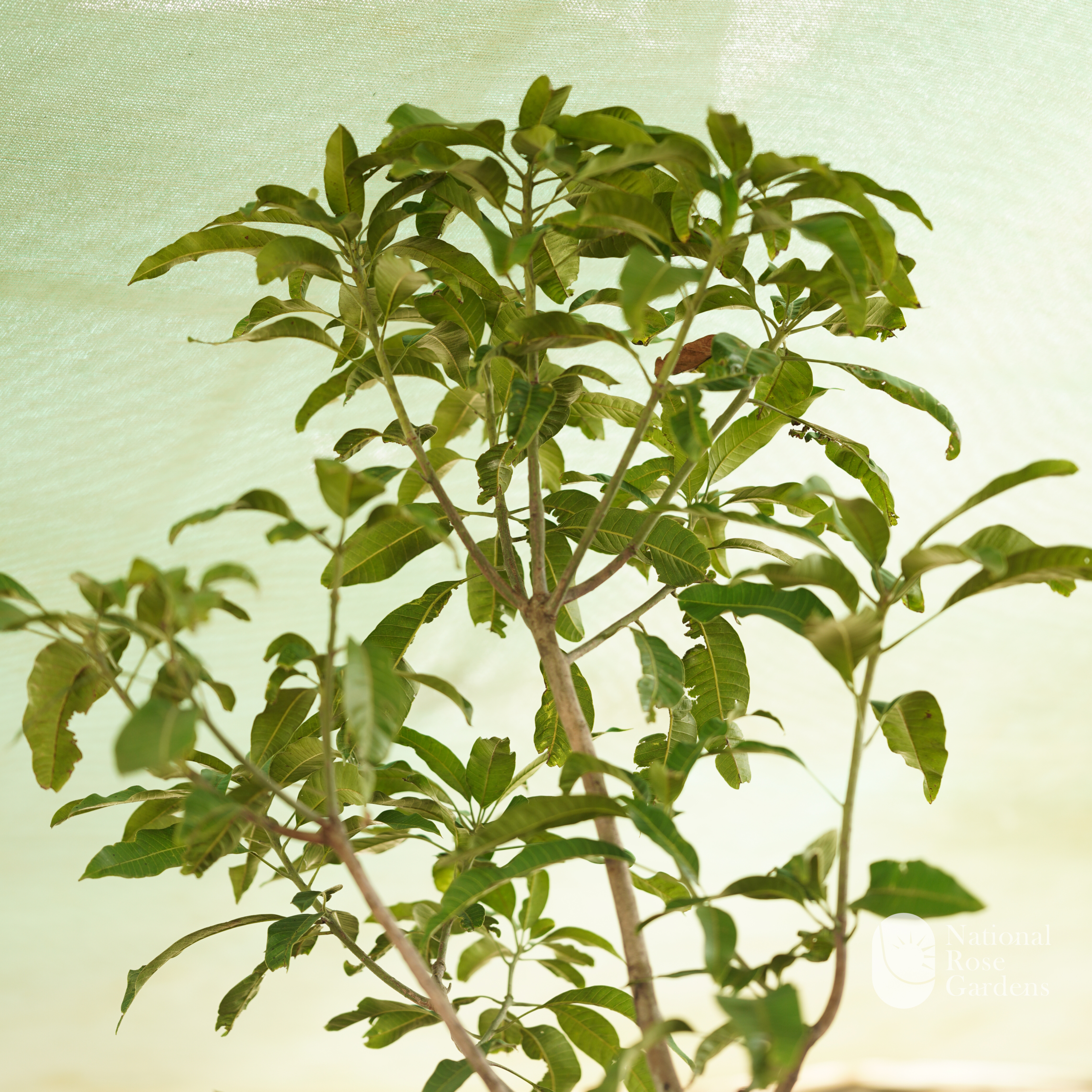 Sweet Sam Rose Apple (Syzygium samarangense)