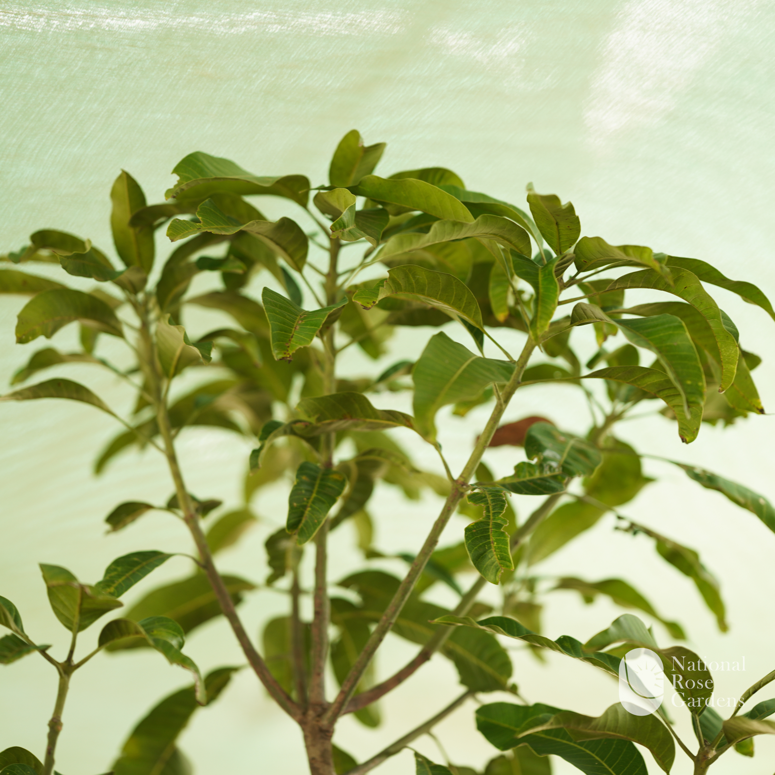 Sweet Sam Rose Apple (Syzygium samarangense)