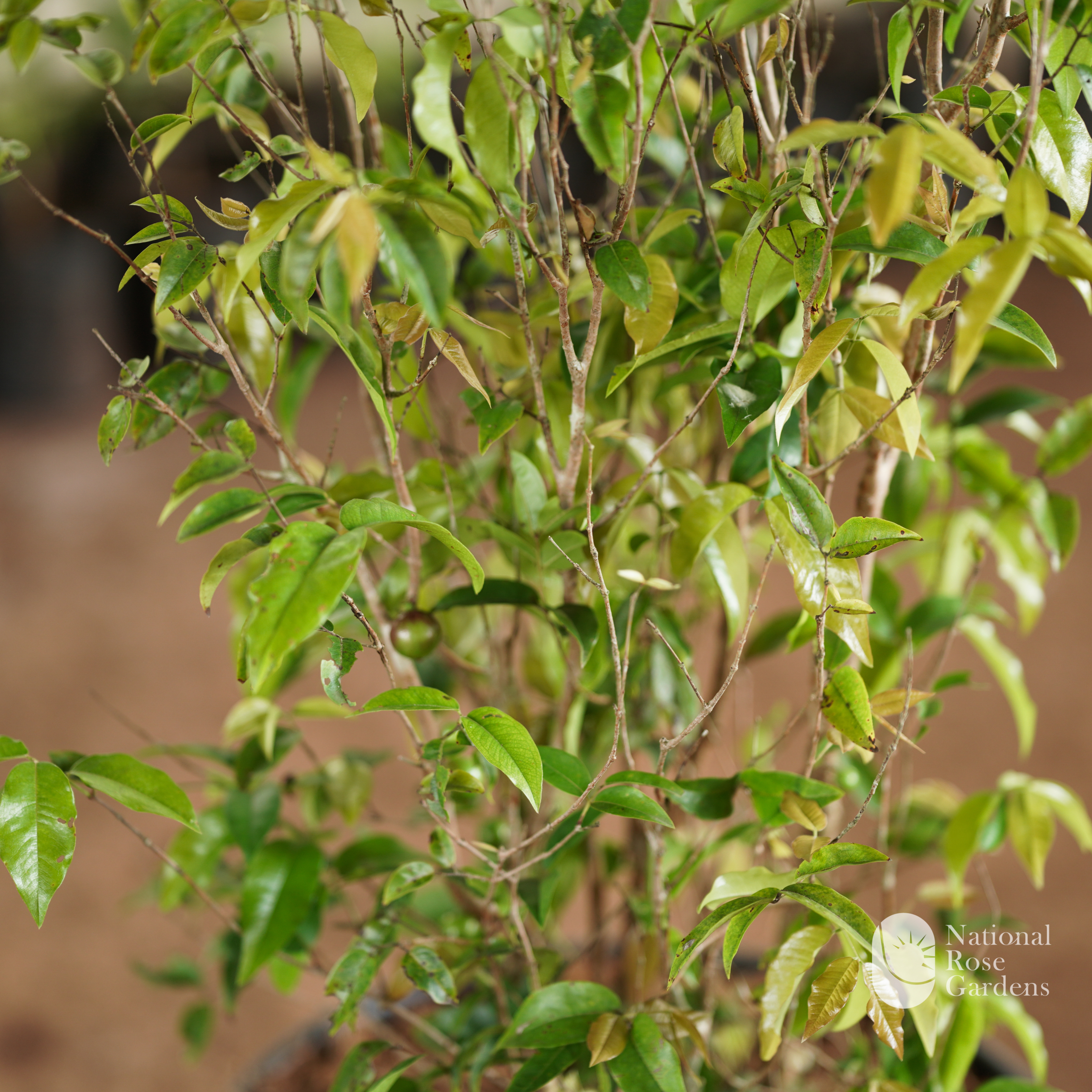 Scarlet Jaboticaba  (Plinia phitrantha x cauliflora)