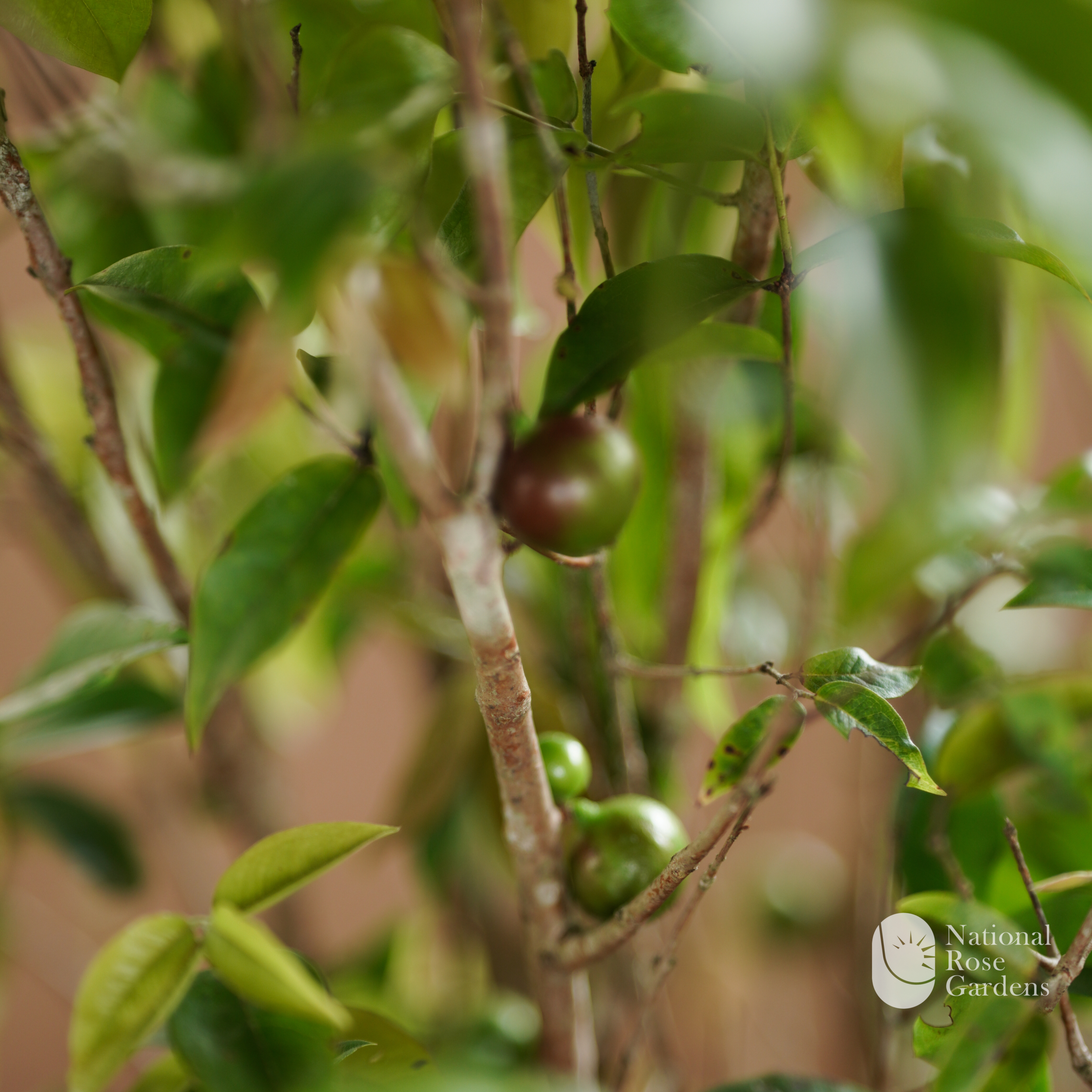 Scarlet Jaboticaba  (Plinia phitrantha x cauliflora)