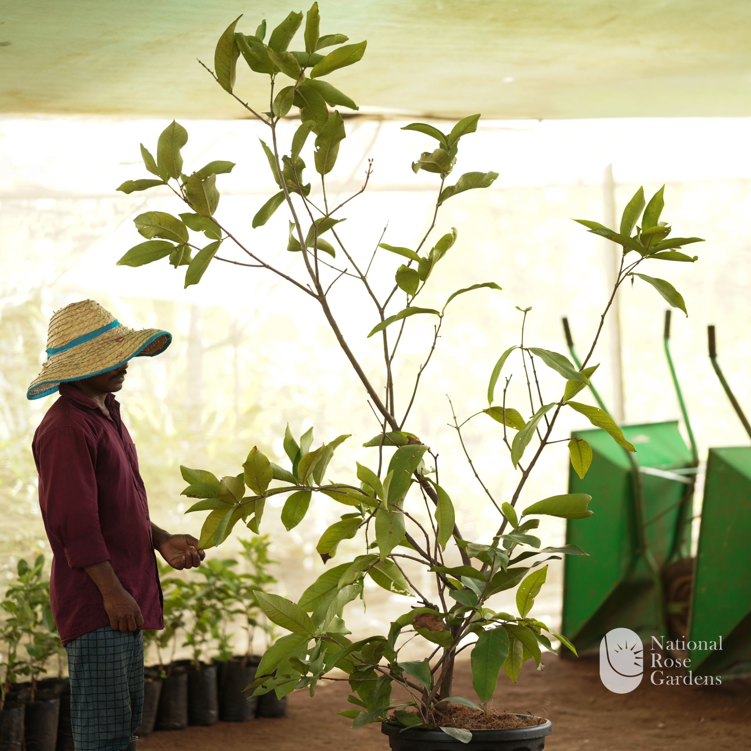 Bali Chamba (Syzygium samarangense 'Bali Rose')