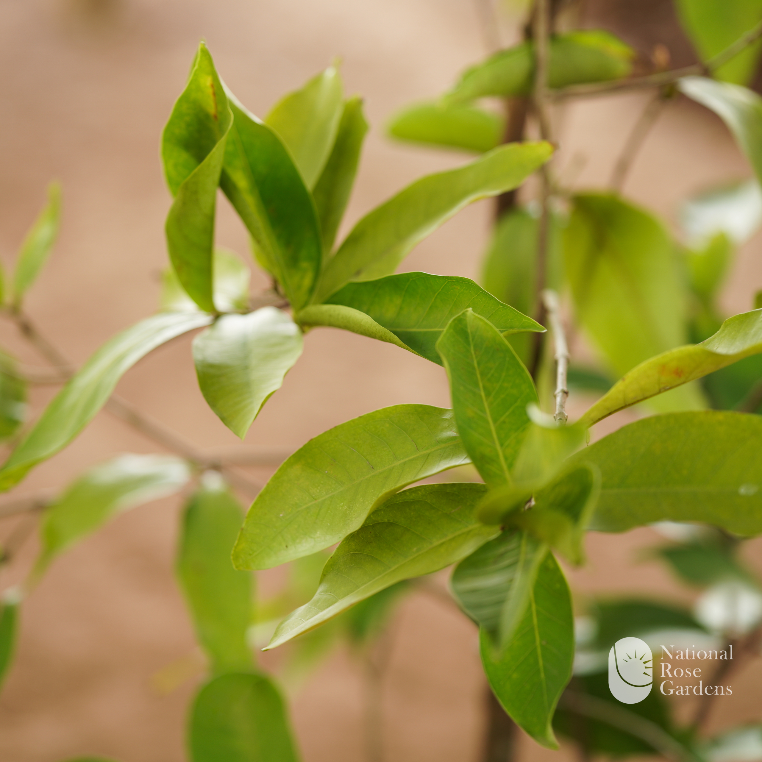 Bali Chamba (Syzygium samarangense 'Bali Rose')
