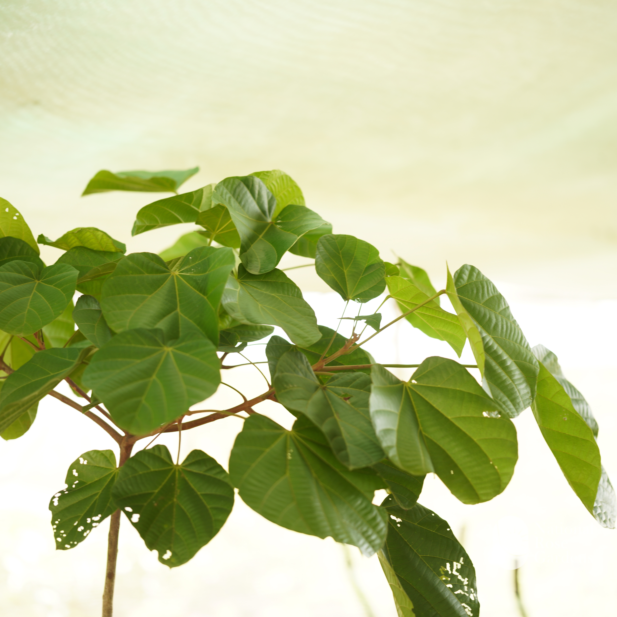 Chupa Chupa (Quararibea cordata)