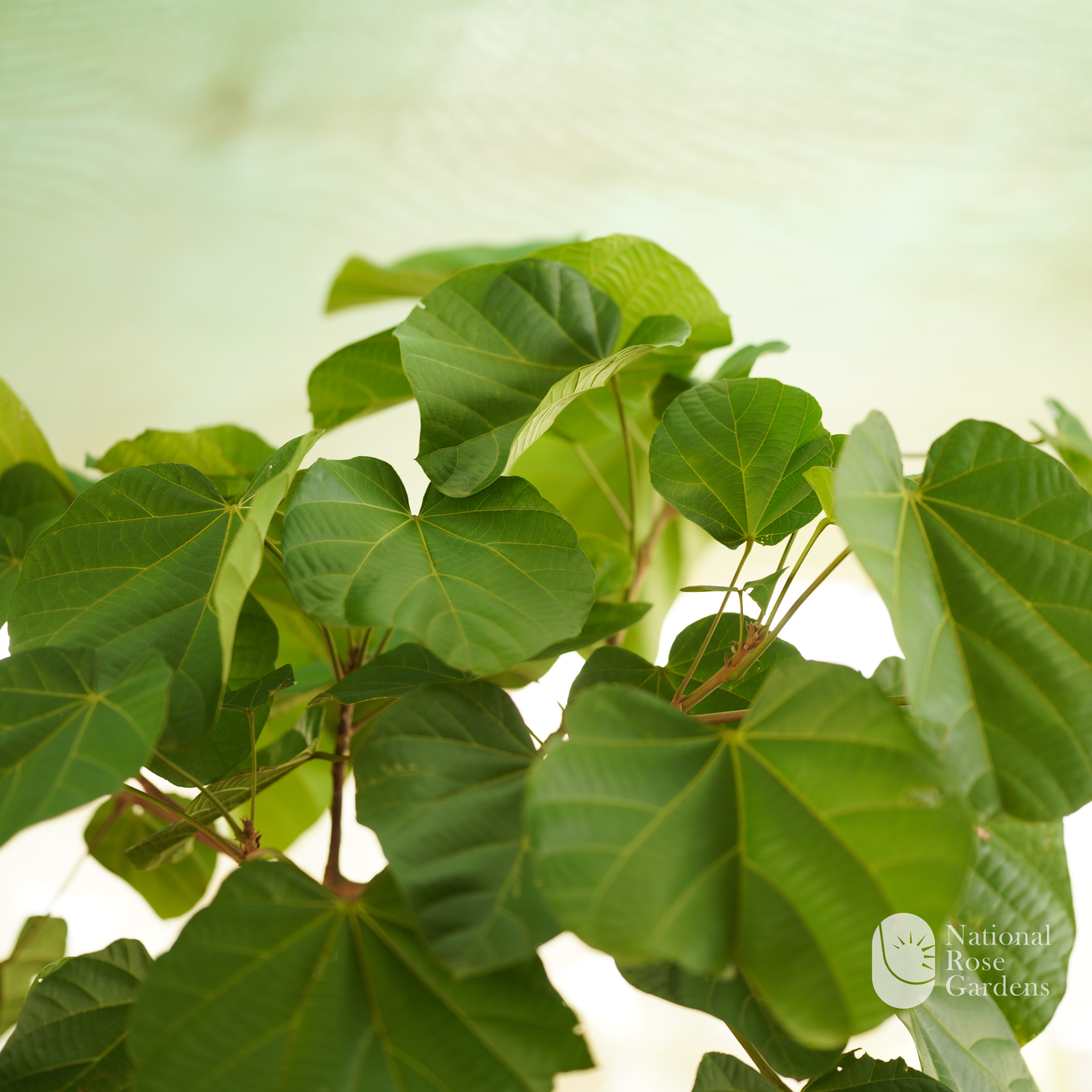 Chupa Chupa (Quararibea cordata)