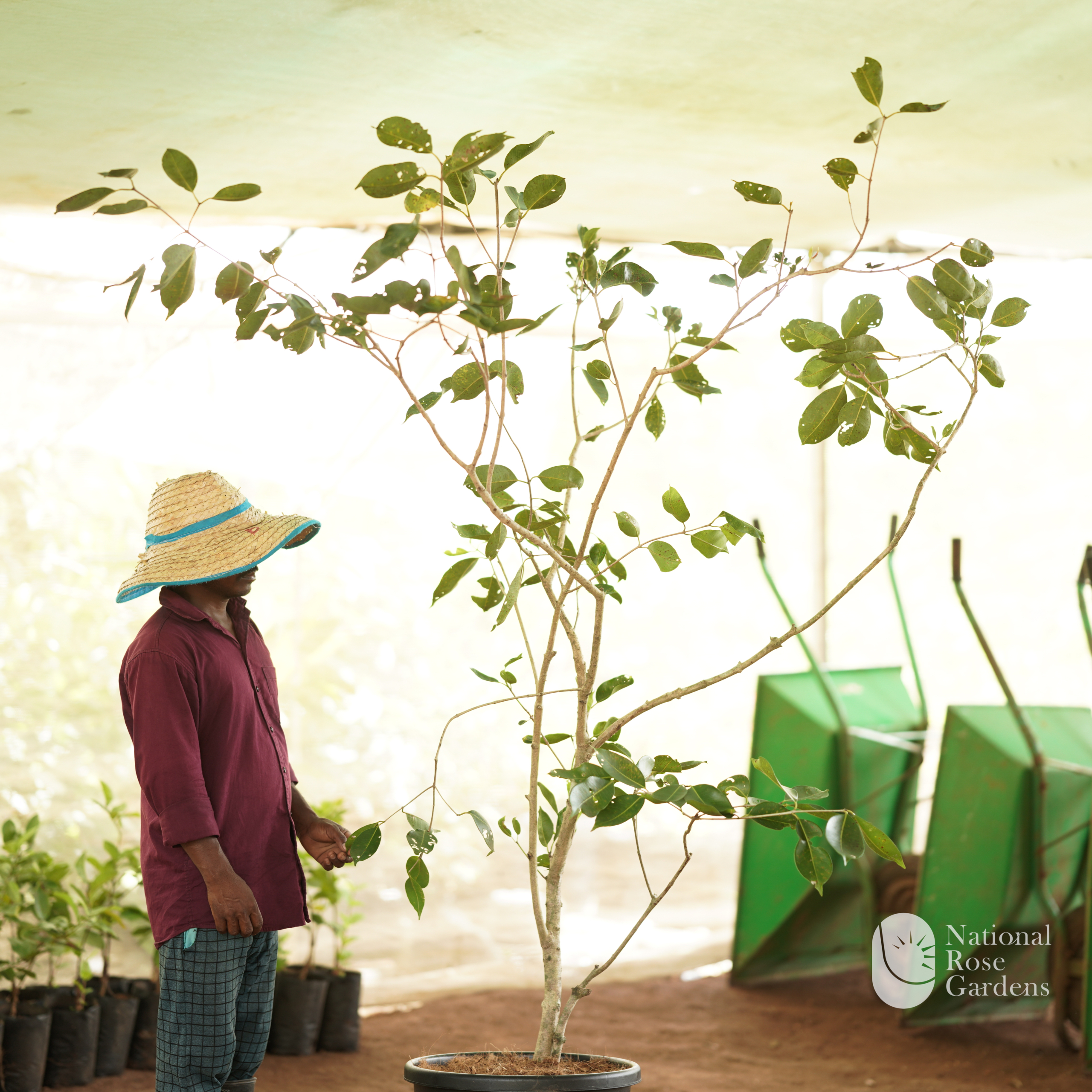 Seedless Njaval (Seedless Java Plum )