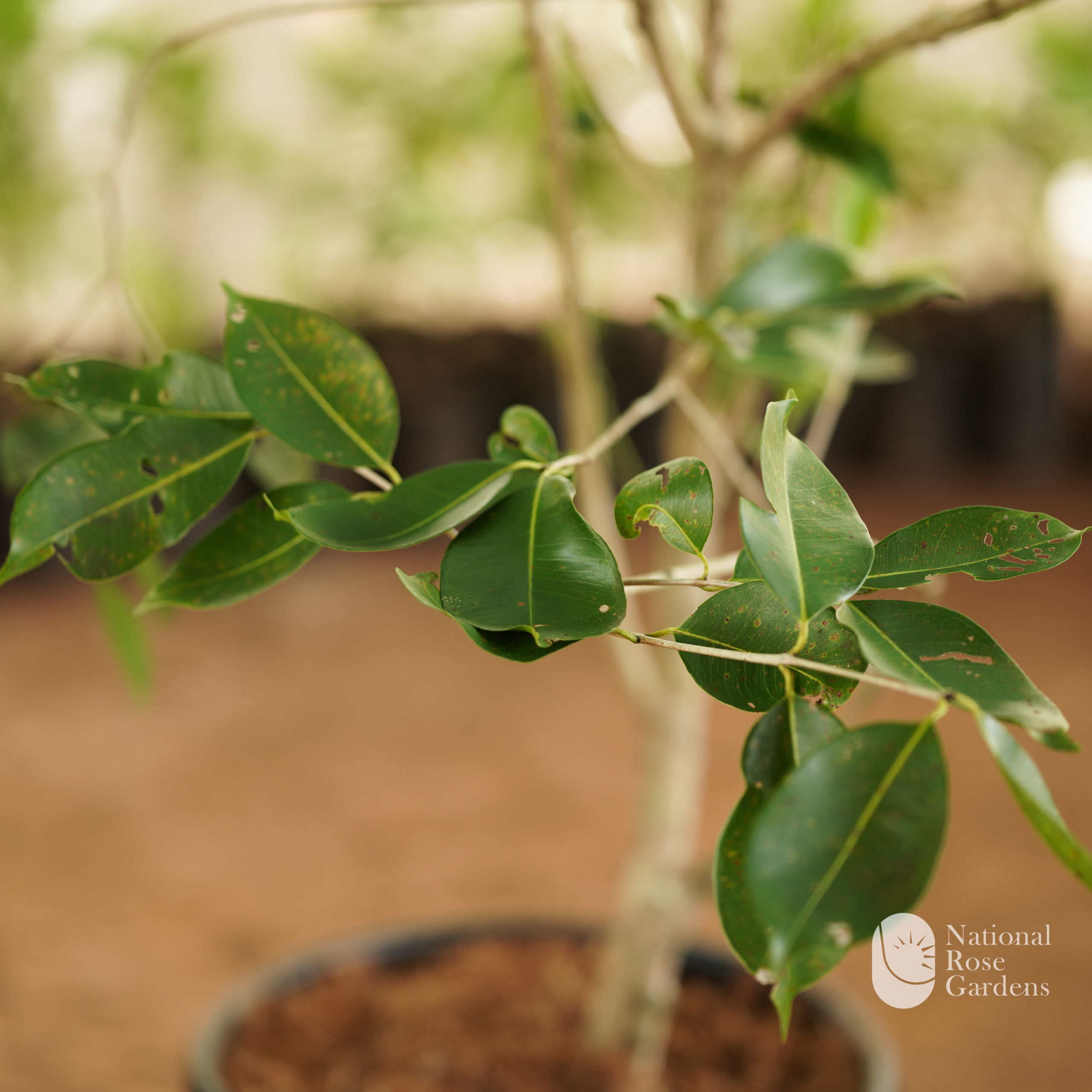 Seedless Njaval (Seedless Java Plum )
