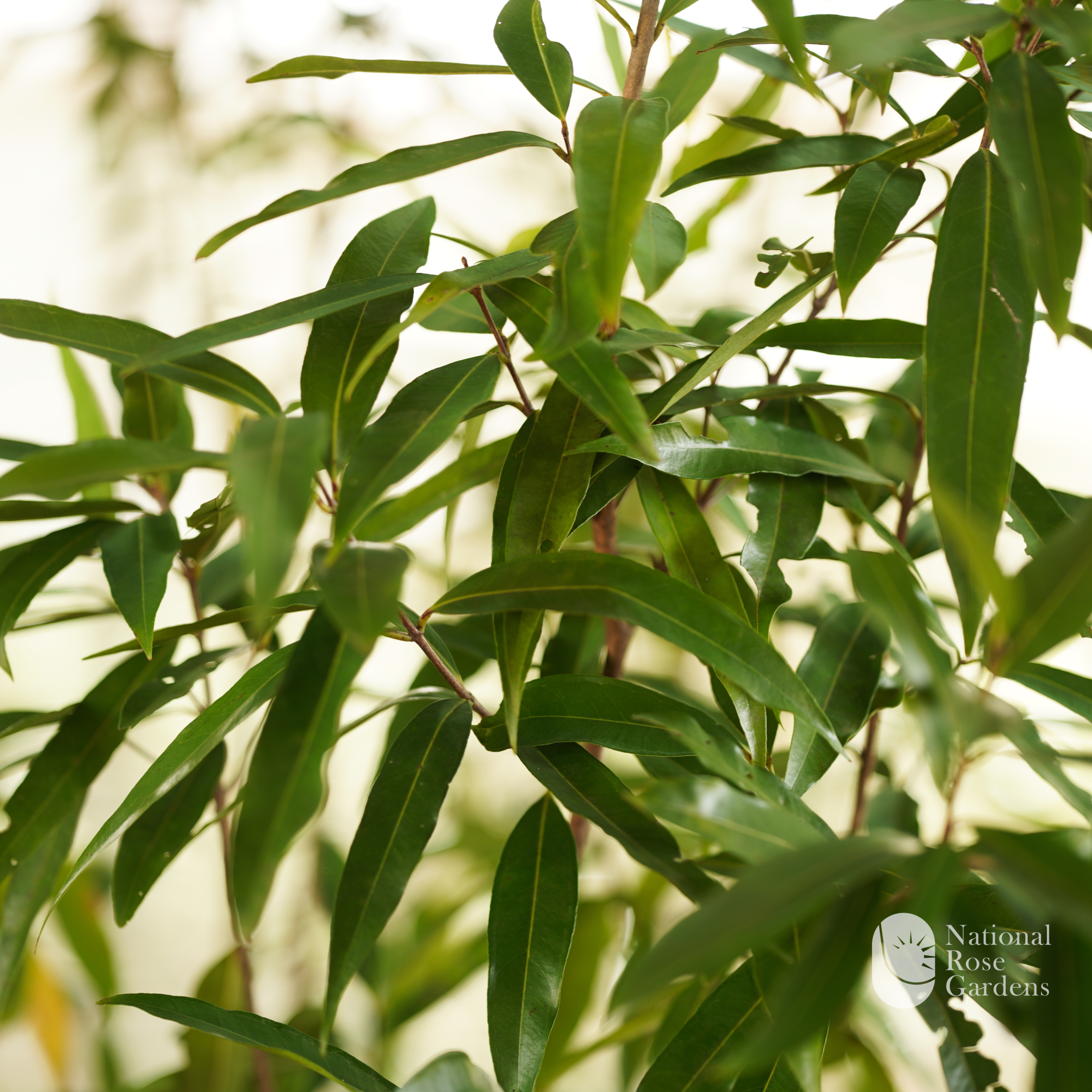Paneer Chamba (Syzygium aqueum)
