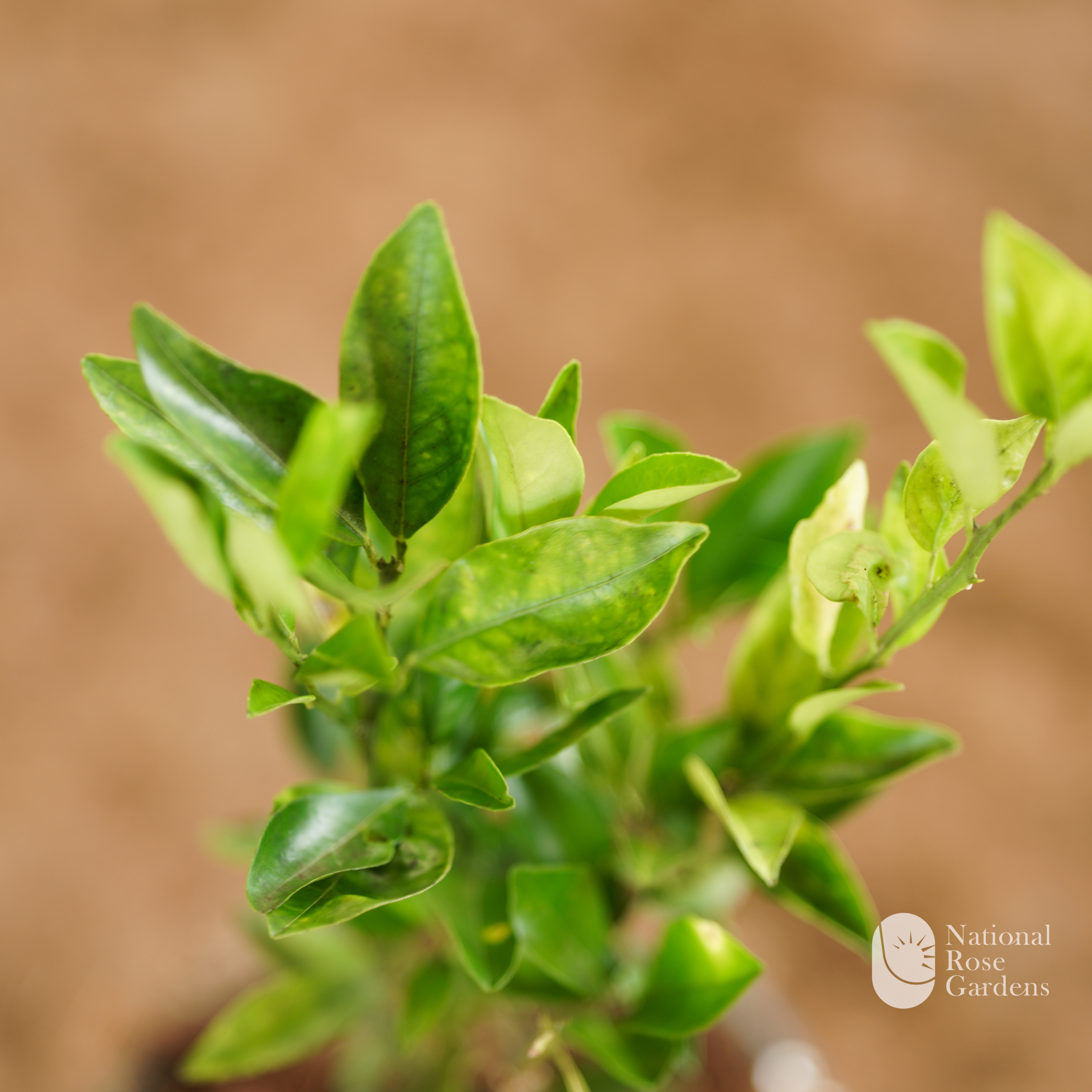 Kanpur Red Blood Malta (Citrus sinensis 'Blood Red')