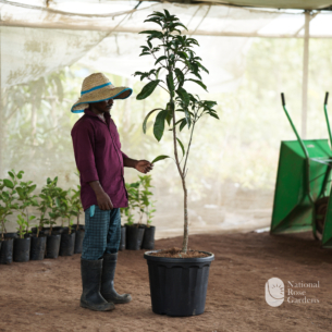 Khaderi Mango