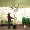 Suriname Cherry (Eugenia uniflora)
