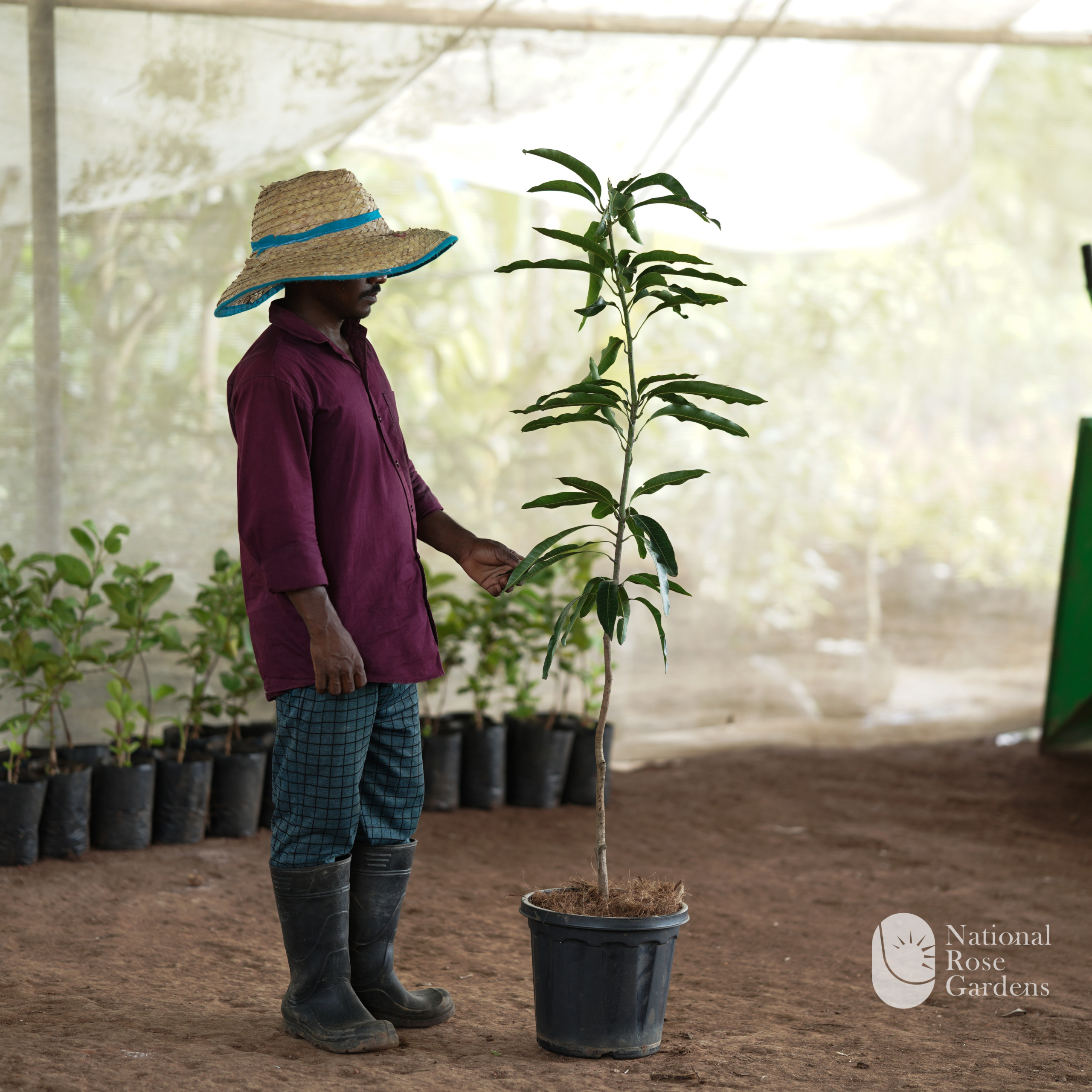 Thunder Spark Mango (Mangifera indica 'Thunder Spark')